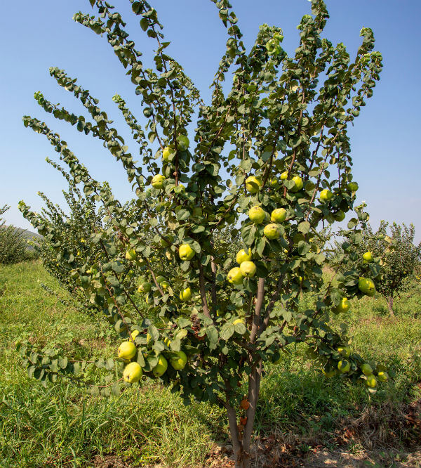 EKMEK AYVA FİDANI